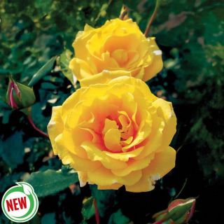 Golden Showers Climbing Rose Thumbnail